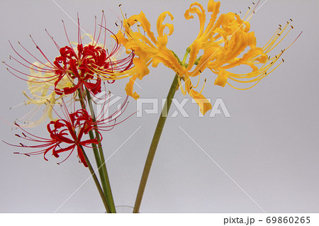 彼岸花の切り花の写真素材