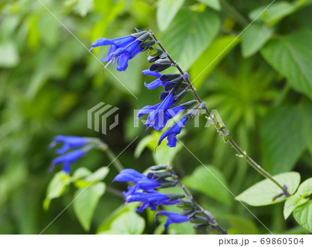 ガラニティカ 69860504