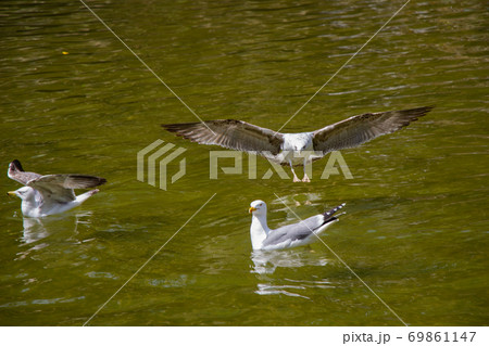 Seagulls are on and over pond waters in a park Seagulls are on and over pond waters in a park 69861147