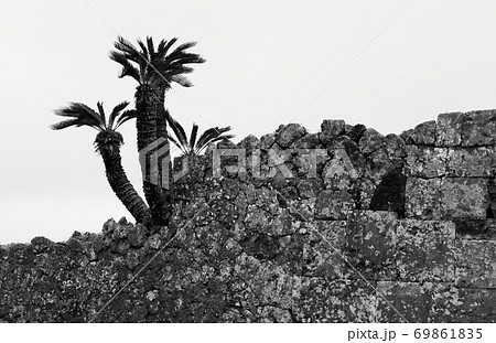 沖縄の城中城城跡の蘇鉄モノクロ 69861835