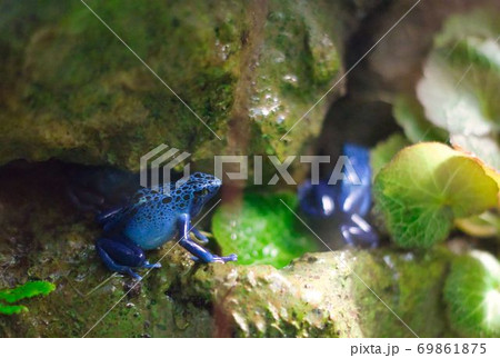 毒々しいカエルの写真素材