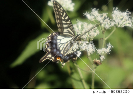 ヒヨドリソウ：蝶：アゲハ：キアゲハ：大阪府府民の森 69862230