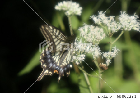 ヒヨドリソウ：蝶：アゲハ：キアゲハ：大阪府府民の森 69862231