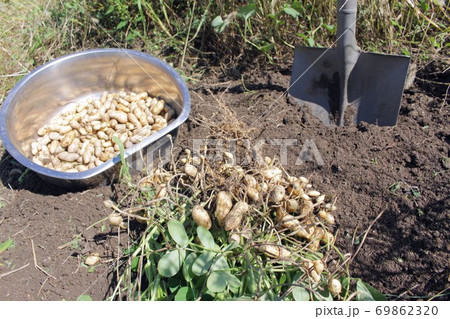 落花生の収穫 落花生の収穫 69862320