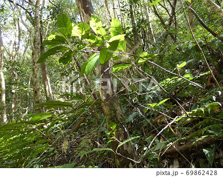 猪八重渓谷 猪八重渓谷 69862428