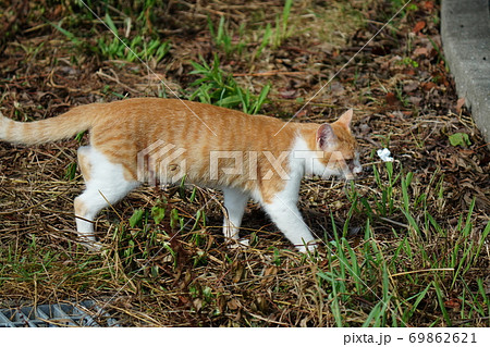 見ず知らずの捨て猫子猫の面倒を見る野良猫茶トラのお兄ちゃんの写真素材