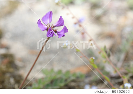 花 植物 紫 69862693