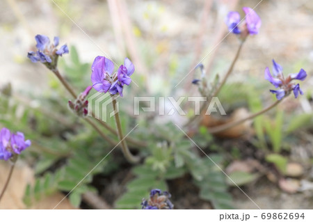 花 植物 紫 69862694
