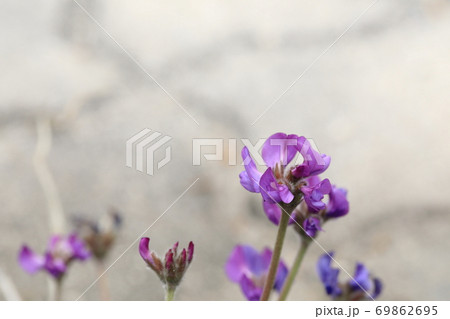 紫 花 植物 69862695
