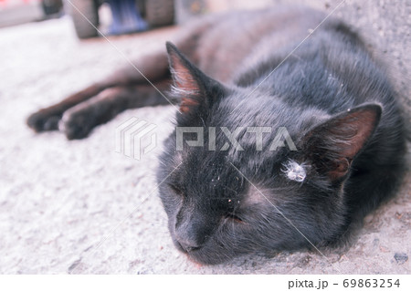Black adult stray cat lying at the end of the day, on the narrow sidewalk of an old street Black adult stray cat lying at the end of the day, on the narrow sidewalk of an old street 69863254