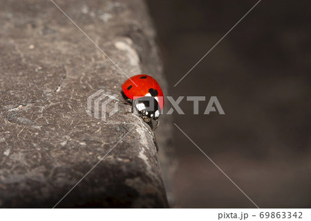 Ladybug on stone. Closeup. Nature and ecological concept photo. 69863342