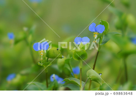 ツユクサ 69863648