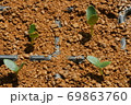 枝豆の発芽 69863760