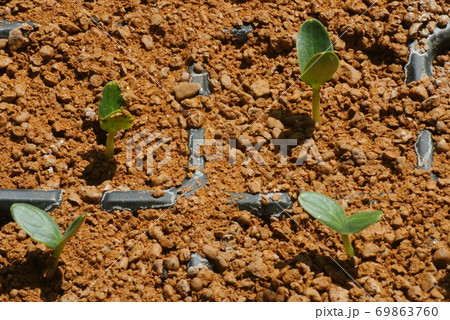 枝豆の発芽 69863760