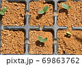 枝豆の発芽 69863762