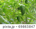 虫に食われるピーマン 69863847
