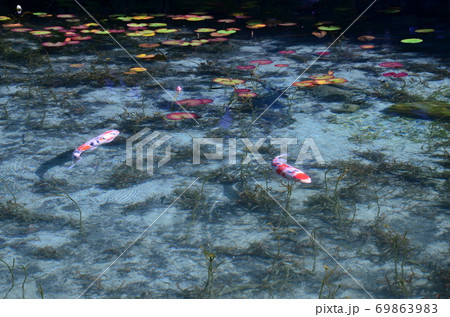The Pond Monet  モネの池（岐阜県関市） 69863983
