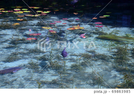 The Pond Monet モネの池(岐阜県関市) The Pond Monet モネの池(岐阜県関市) 69863985