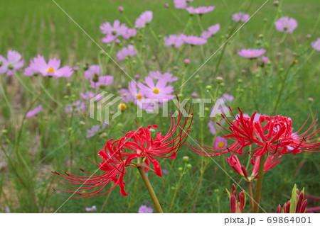 彼岸花と秋桜 彼岸花と秋桜 69864001
