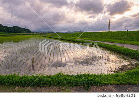 宮崎県 都城市 田んぼに反射する夕焼け空 69864301