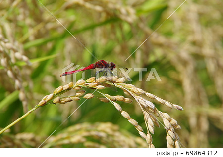 稲穂に止まる赤トンボ（山梨県　北杜市　白州町） 69864312