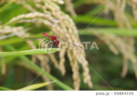 稲穂に止まる赤トンボ（山梨県　北杜市　白州町） 69864339