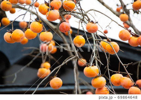 沢山の秋のオレンジ色の柿の実 69864648
