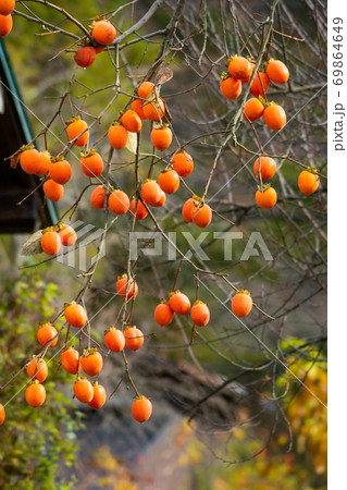 沢山の秋のオレンジ色の柿の実 69864649
