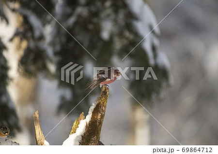 オオマシコ 69864712