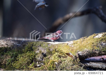 オオマシコ 69864721