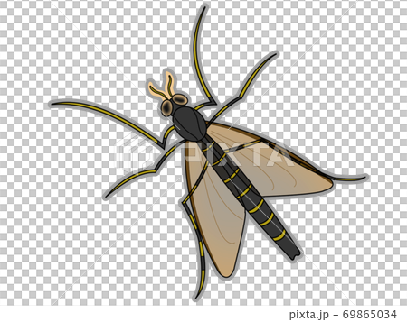 ビワコムシ ビワコムシ 69865034