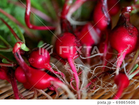家庭菜園で収穫したたくさんのラディッシュの写真素材