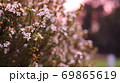 ピンク色の小さい花と夕焼け 69865619