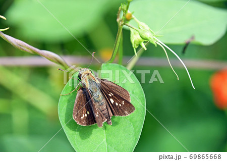 イチモンジセセリ 69865668