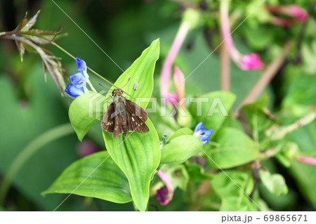 イチモンジセセリ 69865671