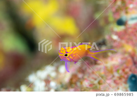 オレンジの身体に紫の模様が鮮やかな幼魚が1匹 可愛い笑顔でコチラを見ながらヒラヒラと泳ぐ 水中写真の写真素材