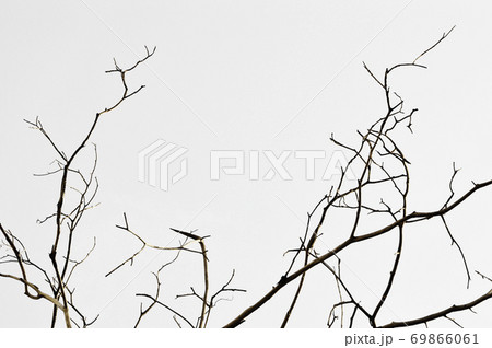 Dead tree branches 69866061