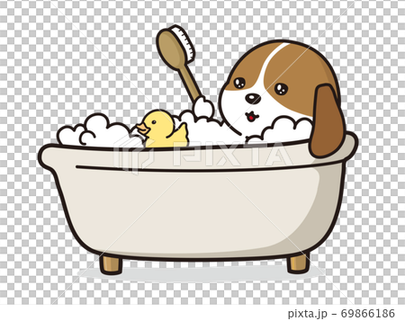 小獵犬，一隻小狗和鴨子玩具在泡泡浴中沐浴 69866186