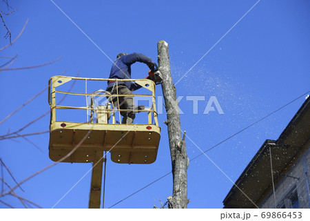 Municipal worker cutting dead standing tree with chainsaw using truck-mounted lift Municipal worker cutting dead standing tree with chainsaw using truck-mounted lift 69866453