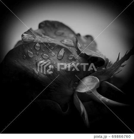 Sorrow. Close-up of a rose with water-drops, black and white image. 69866760
