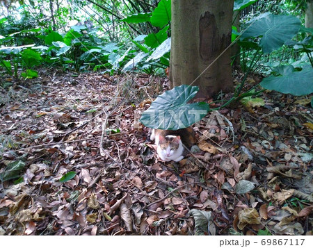 猫 ねこ ネコ 69867117