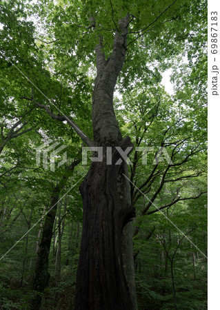 白神山地　ブナ 69867183