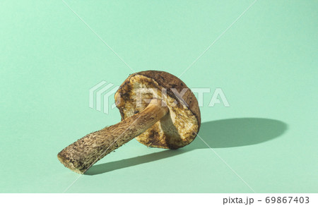 Forest mushroom on pastel mint background 69867403
