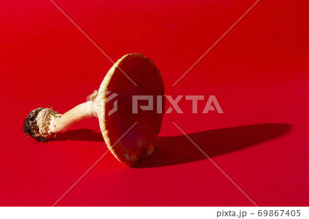 Fly agaric mushroom on red background 69867405