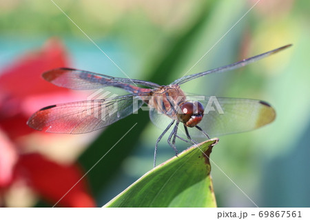 トンボ 無脊椎動物 昆虫 69867561