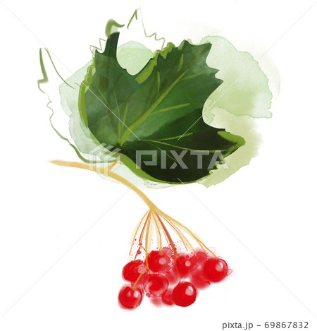 Watercolor drawing of viburnum isolated on white 69867832
