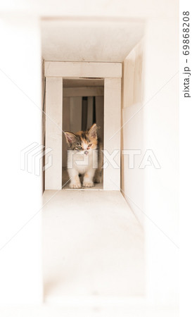 栃木芳賀郡の益子本通りの猫 69868208