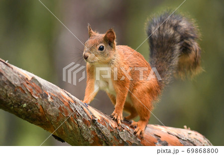 Red Squirrel (Sciurus vulgaris) 69868800