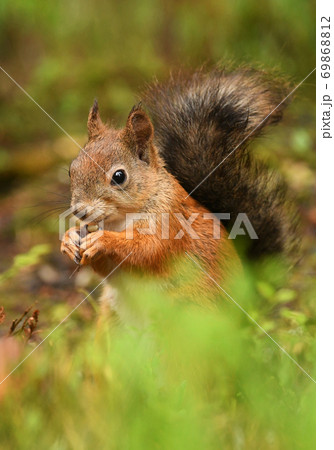 Red Squirrel (Sciurus vulgaris) 69868812