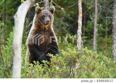 Wild brown bear (Ursus arctos) 69868815